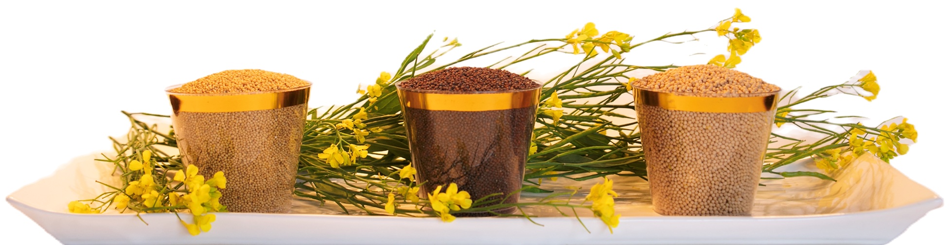 mustard three cups SMALL_edited.png.jpeg