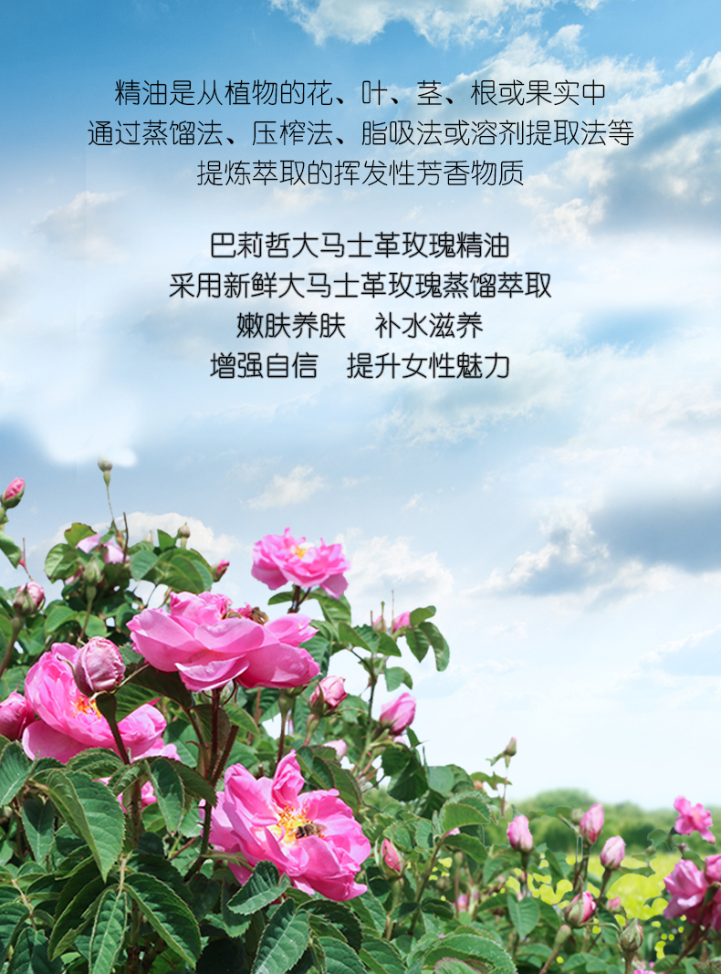 玫瑰1ml_05.jpg