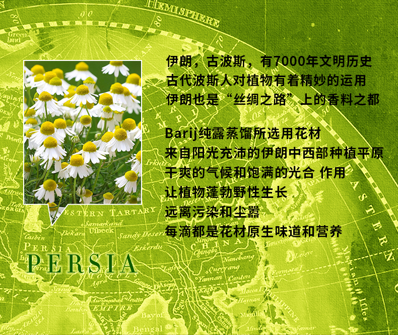 洋甘菊_05.jpg