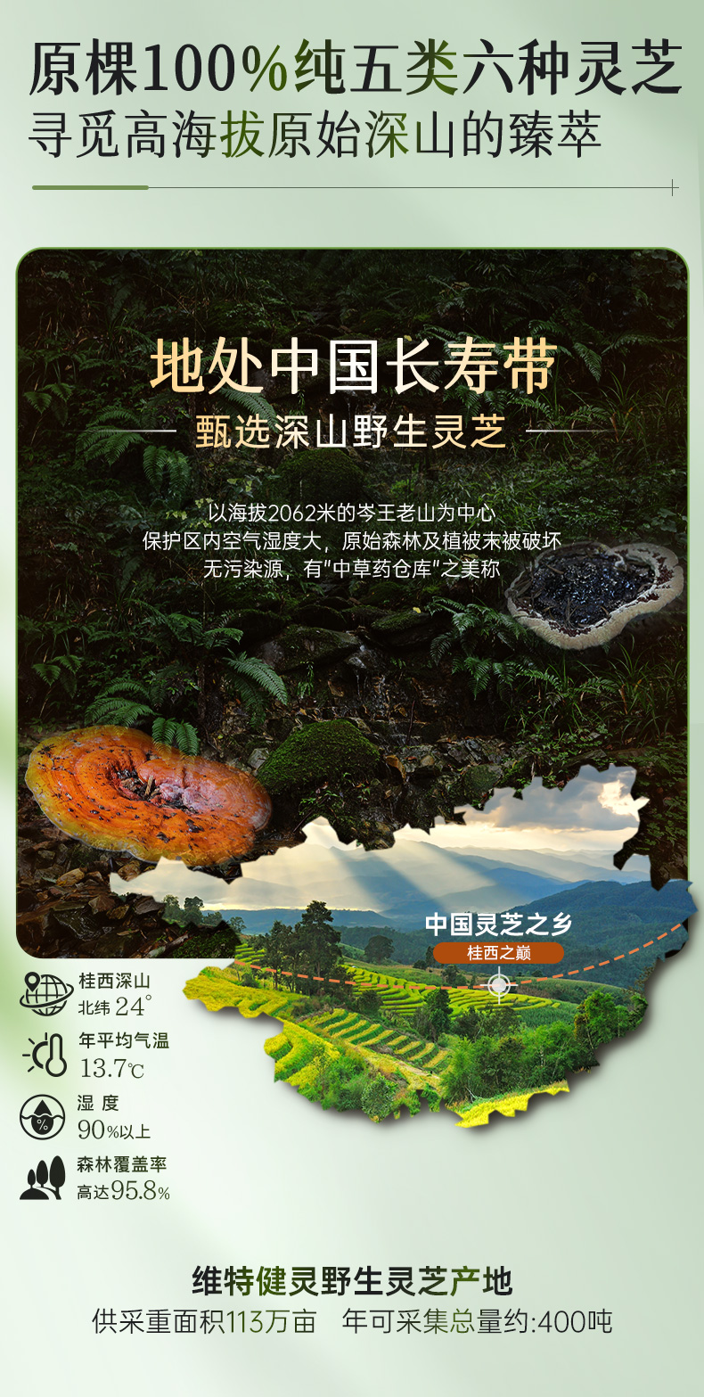 五色灵芝详情4_05.jpg
