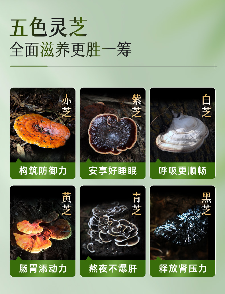 五色灵芝详情4_04.jpg