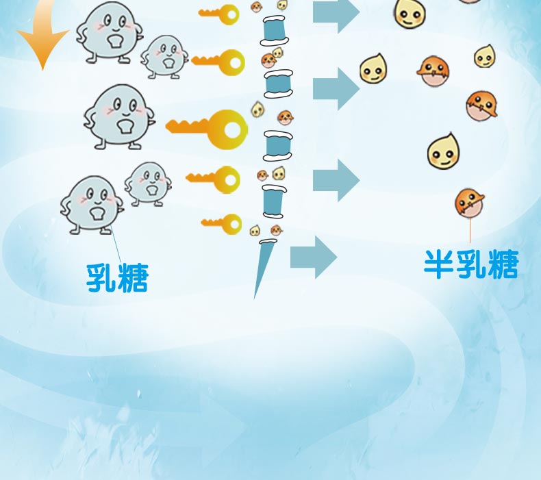 乳糖酶详情_17.jpg