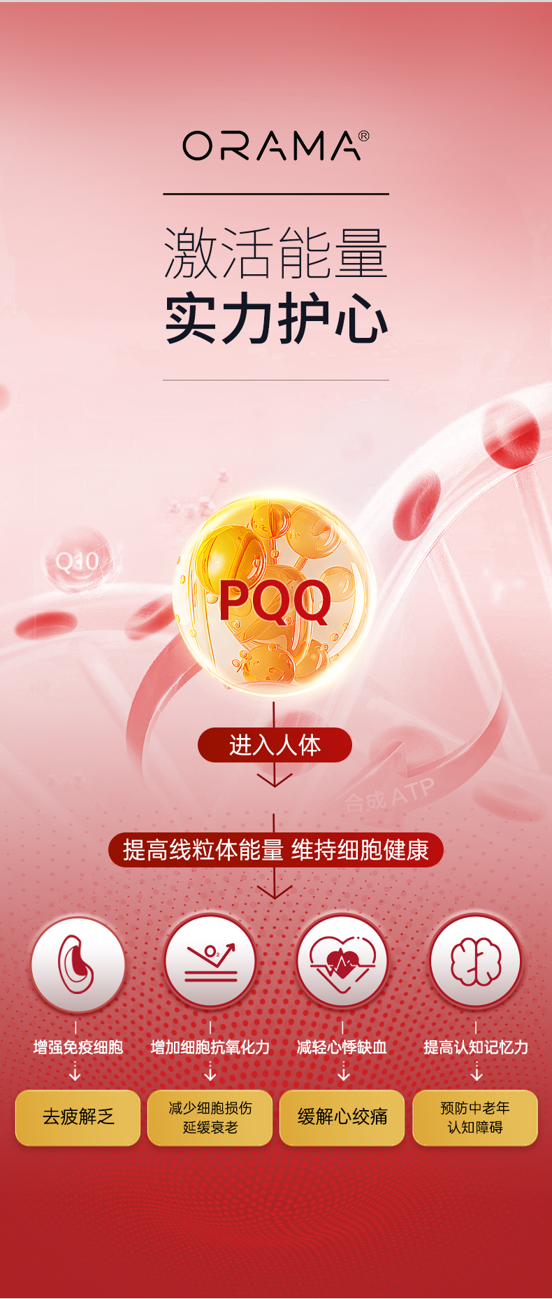 ORAMA辅酶q10-恢复的_07.jpg