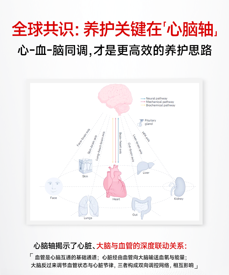 BBF91DCA4AB187018D415618AE786D60.png 辅酶_03.png