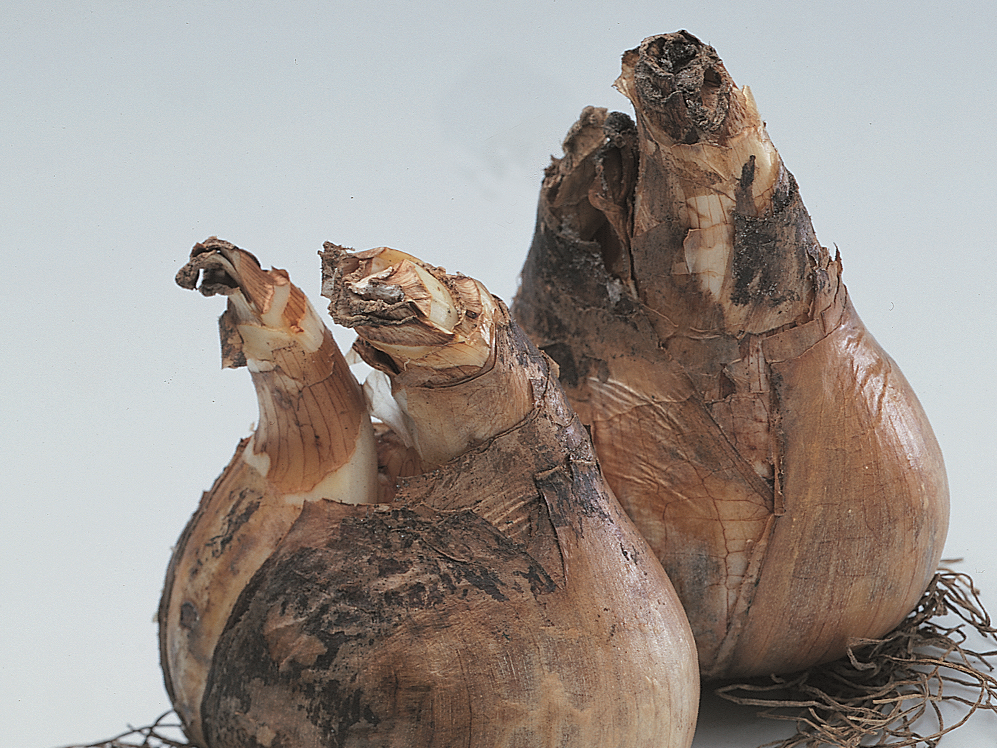 Луковица тюльпана. Естественный лук. Ростки чеснока. Гиацинт сорта. 4 луковиц.