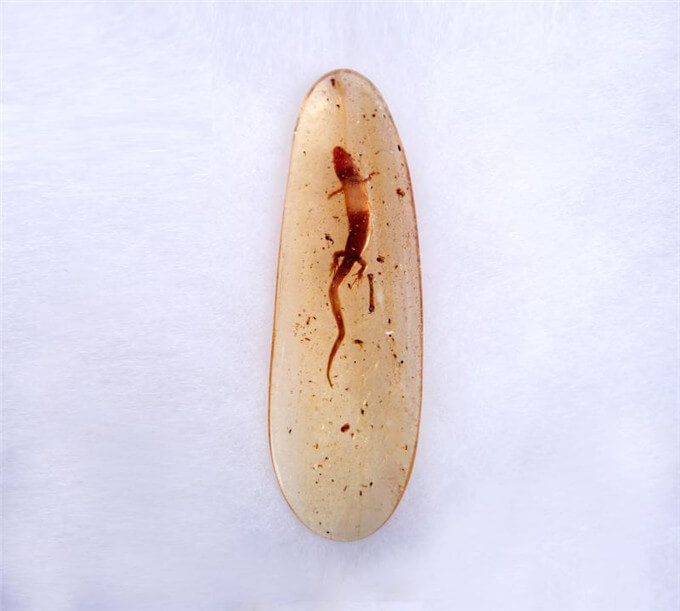 琥珀胆蜥蜴化石6.jpg