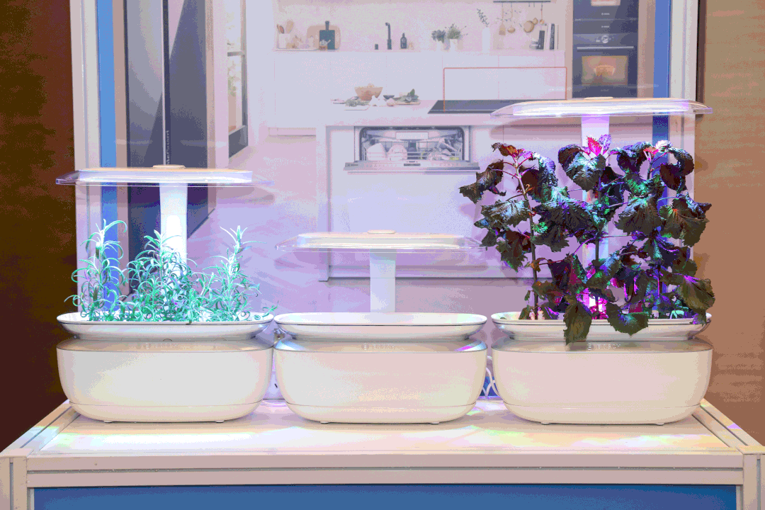 shanghai2.gif